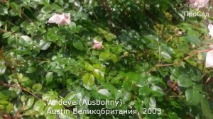 Роза Wildeve ( Austin) в моём саду.