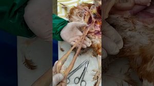 Вскрытие курицы и оценка внутренних органов.