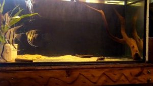 Скалярии.Pterophyllum. Ангелы с Южной Америки. Часть 2 питание в природе.