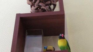 Попугай неразлучник поет. Parrot lovebird singing.