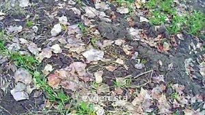 СИДЕРАТЫ озимые против СОРНЯКОВ