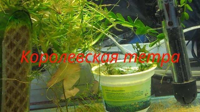 Аквариумные рыбки с названиями(видео) смотреть онлайн