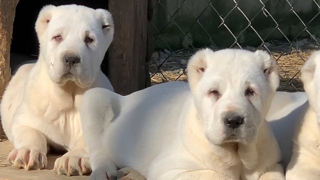 Эфир Из Древнего Рода 7 недель смотреть онлайн