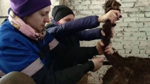 Практика на производстве - забор крови у КРС