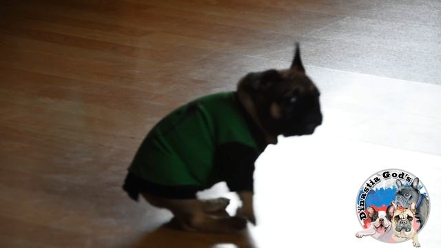 Французский бульдог девочка продается. Готова к резерву. смотреть онлайн