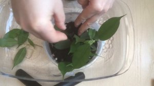 Фикус бенджамина легко укореняется зимой.