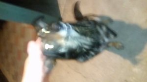 Непонятный зверь.