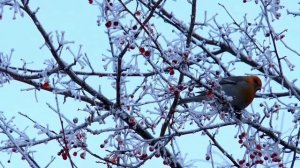 Пение птиц в зимнем лесу. Singing birds in the winter forest.