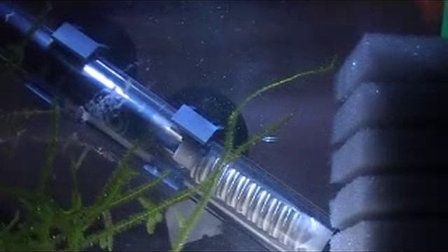 Triops australiensis mov 2 смотреть онлайн