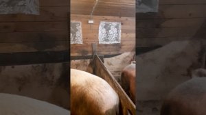 Мухи и комары в сарае. Как с ними бороться? Вентилятор. Липкая лента. Какая лучше?