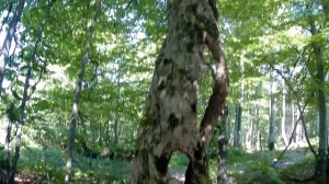 ☀️ КАРПАТЫ. 1/2