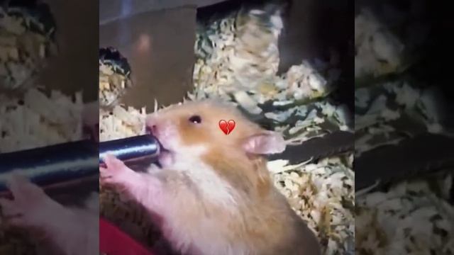 СМОТРИ И СМЕЙСЯ