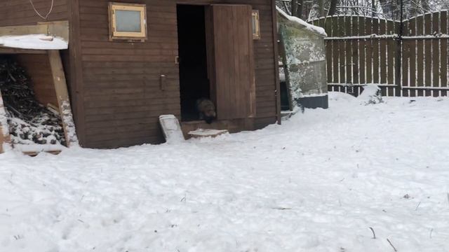 25 ноября 2023 г. Леонбергеры. Жизнь нескольких поколений!🥰 Малышам 1 месяц и 20 дней! смотреть онлайн