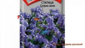 Статица обыкновенная Суприм синяя (suprim sinyaya) ? обзор: как сажать, семена статицы Суприм синяя