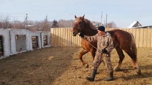 Советский тяжеловоз Кедр 2года не продаётся.