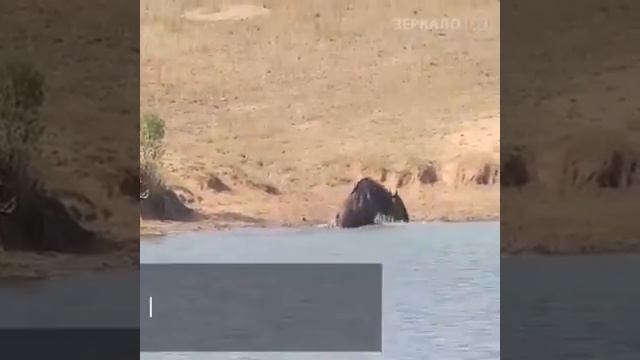 Вот настоящий друг это Бегомот спас его смотреть онлайн