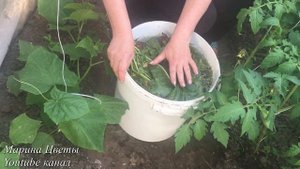 РАННЯЯ ПОДКОРМКА ОГУРЦОВ ЭТО ВАЖНО!!! Удобрение для огурцов!!!