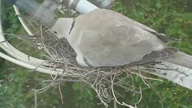 Горлицы. Появление птенцов смотреть онлайн