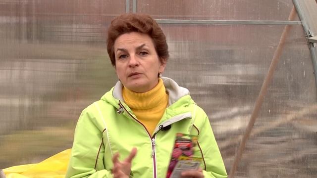 Как сеять астры в апреле