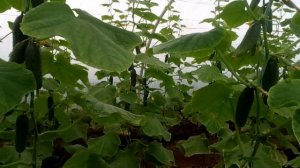 Огурцы Кибрия 20 Октября