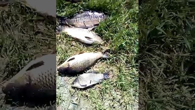 Рыбалка в Элисте, колонский, за 2 часа смотреть онлайн