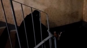 Такие уроды гадят в подъездах