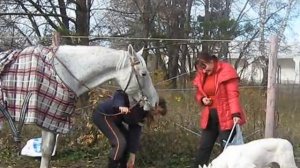 Белая швейцарская овчарка Анабэль и орловец