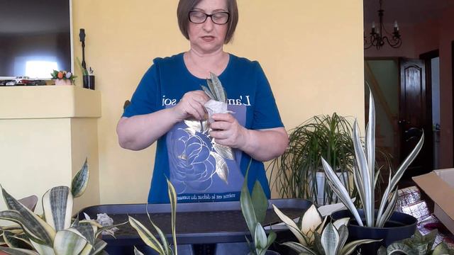 Распаковка посылки с сансевиериями. смотреть онлайн