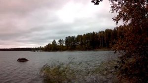 Подосиновики и боровики!!! Прогулка до озера Большое Краснопёрское!