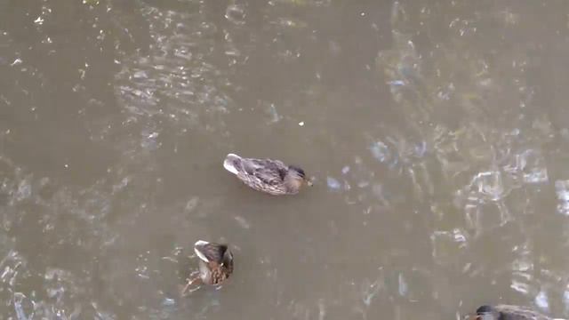 Тихий вечер🦆 уточки еще со мной🦆