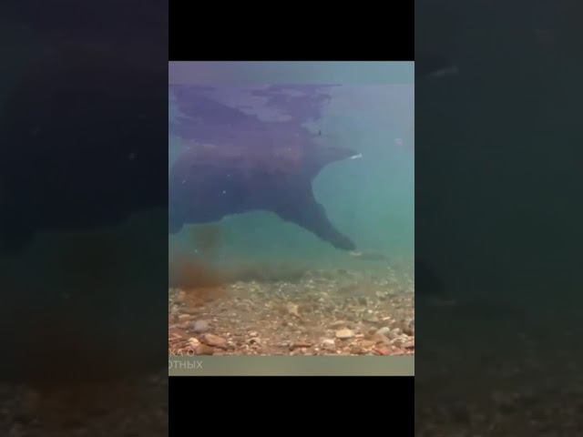 Медведь и гельминты