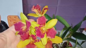 Орхидея Potinara Burana Beauty цветение.