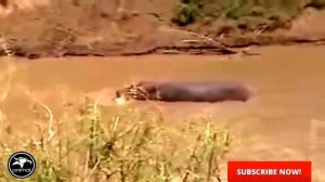 ГИГАНТСКИЙ КРОКОДИЛ на охоте ,GIANT CROCODILE ATTACKS