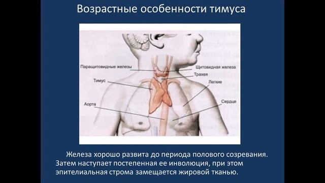 Имунная система. Потоки В, Д. 29.03.22 - 14:15