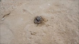 Краб прячется в нору