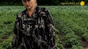 Агроном советует, какие сорта земляники стоит брать. Советы по  агротехнике.