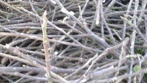 Как вырастить инжир? нужно просто выращивать!)