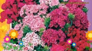 Гвоздика турецкая Пиннокио. Краткий обзор, описание характеристик dianthus barbatus Pinnokio