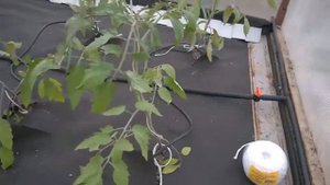 Капельный полив Жук. Отзыв покупателя