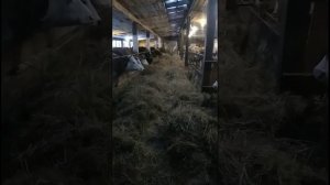 Рацион питания для доиных коров в зимнее время. Доильный аппарат