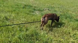 след IGP-3 24.08.2019