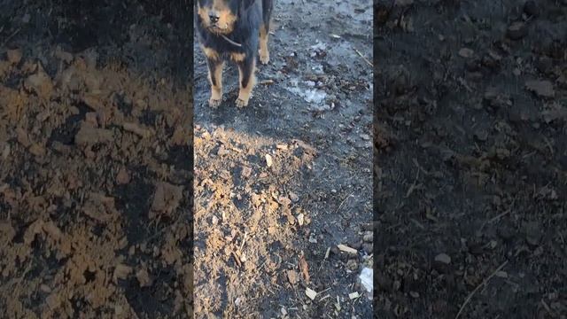 Знакомство с местной охраной породы Хотошо