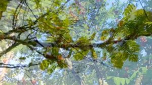 Прохор Шаляпин - Тонкая рябина