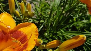 Лето.Цветы многолетники. Лилейники. Растут в тени, под деревьями.