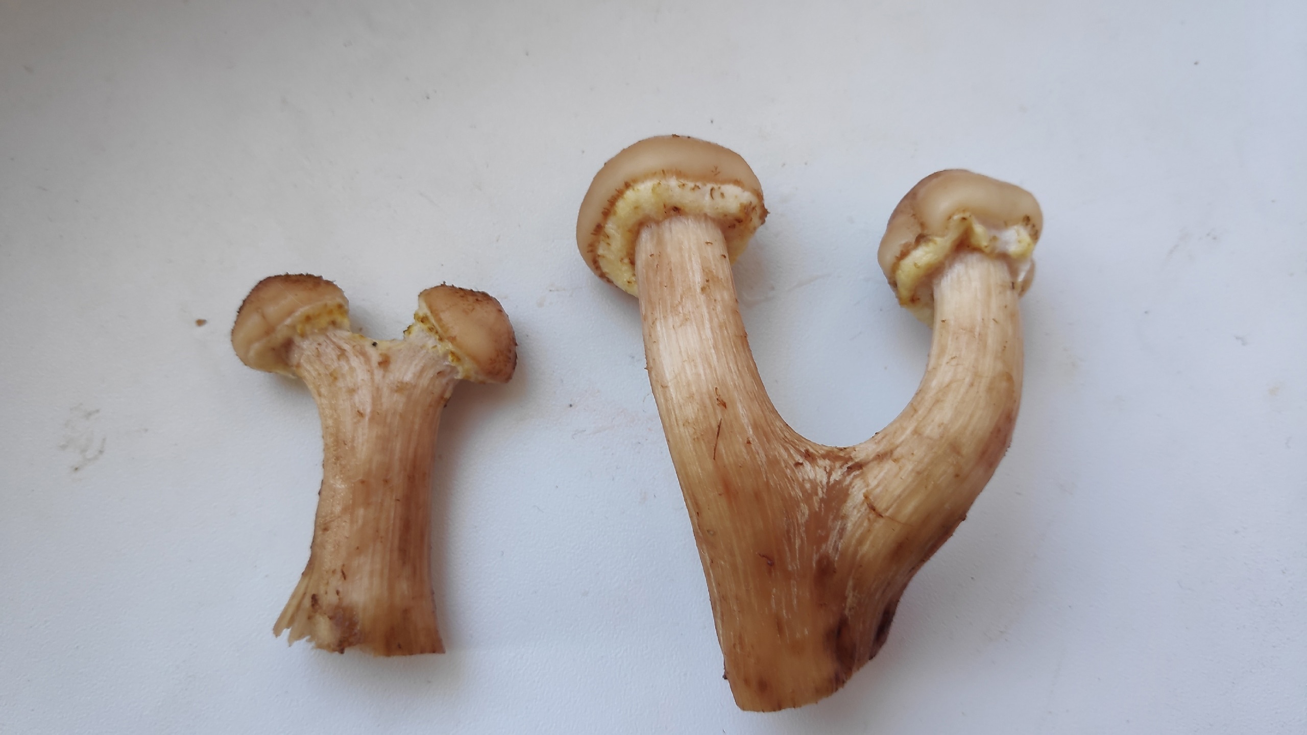 ОПЯТА И КРАСНОГОЛОВИКИ. Пермь. смотреть онлайн