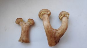 ОПЯТА И КРАСНОГОЛОВИКИ. Пермь.