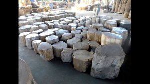 Окаменелое Дерево.