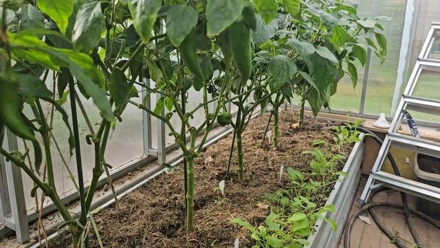 Не понимаю зачем при показе урожая перца вырывают куст.