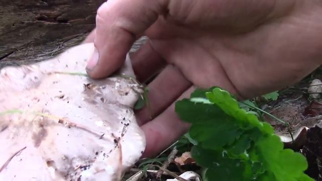 Хаос, бардак и новая дверь на солнечном участке. Ответил за реченьку. Обзор и забанил подписчика... смотреть онлайн