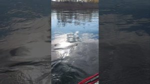 Осенняя рыбалка ?